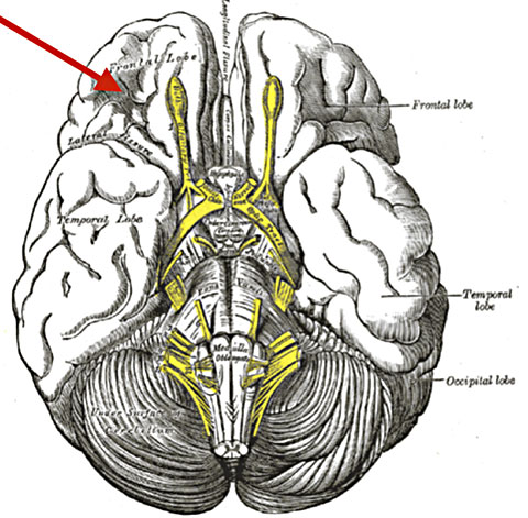 Your brain on wordplay - Broca area