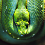 Start with the snake in storytelling structure