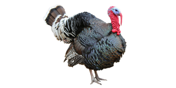 <strong>Not another turkey!</strong> Here’s to putting the Ho Ho Ho into ho-hum holiday stories. <em><a href="https://www.shutterstock.com/image-photo/colorful-turkey-isolated-on-white-background-1466433359" target="_blank" rel="noopener noreferrer">Photo credit: Aksenova Natalya</a></em>